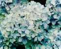 Derek Henderson 2012 "Hydrangeas" photograph 985mm x 1170mm